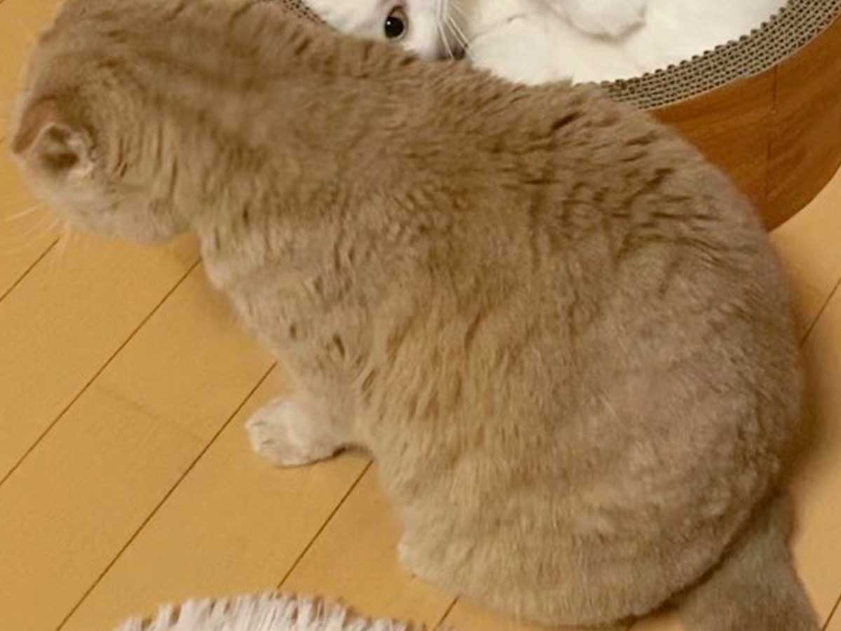 猫の写真