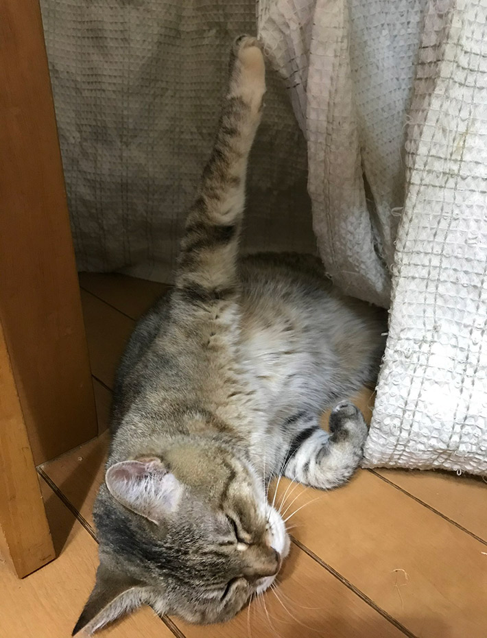 飼い主（@119yen）さんが投稿した、愛猫の写真