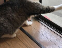 猫の写真