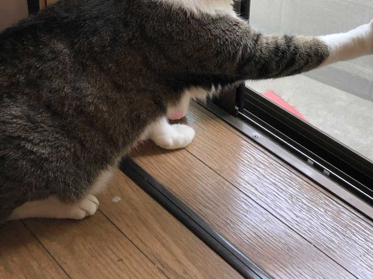 猫の写真