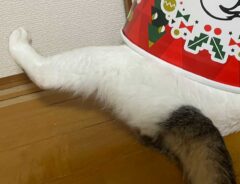 ケンタッキーのバケツに入る猫