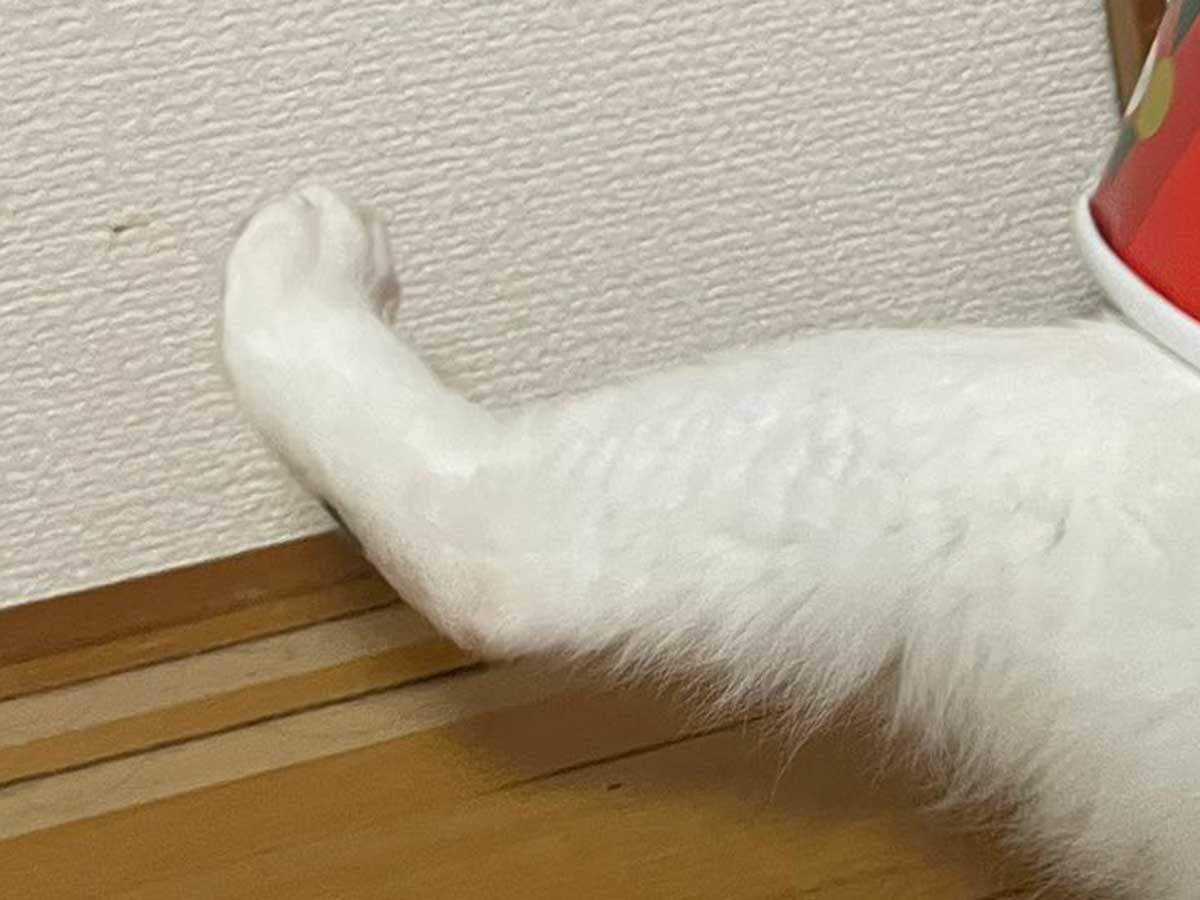 ケンタッキーのバケツに入る猫