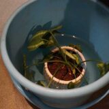 水で再生中の植物