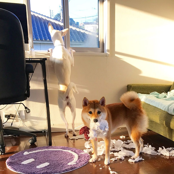 飼い主（haruharu040777）さんが投稿した、犬のハルちゃんとすずちゃん