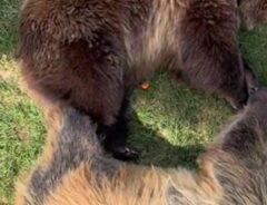 クマの写真