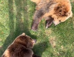 動物園の２頭のクマの写真