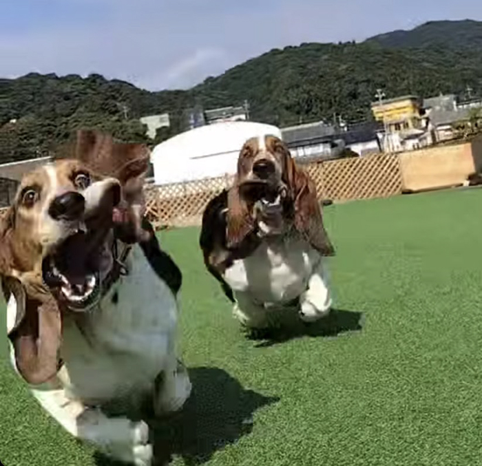 犬の写真