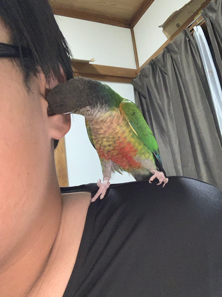 インコの写真