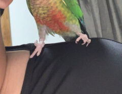 インコの写真