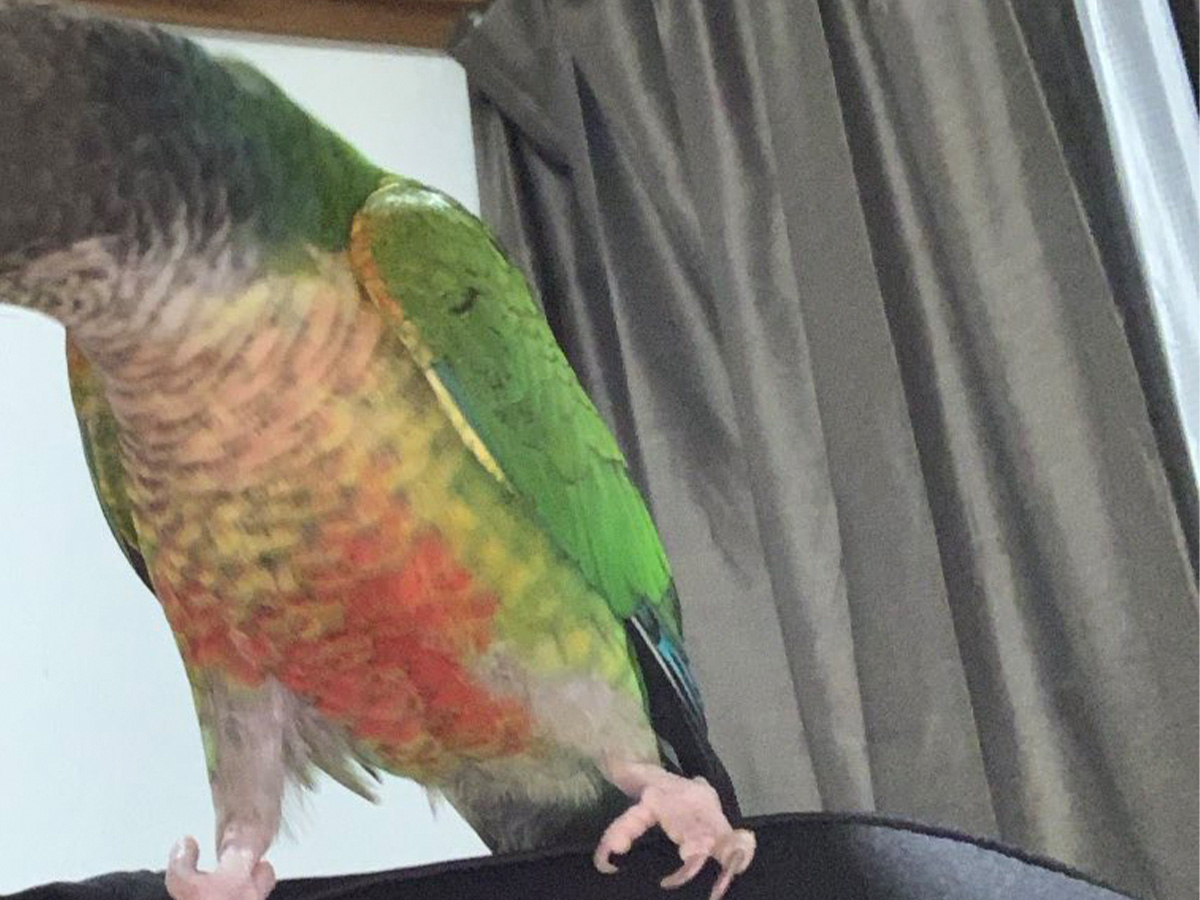 インコの写真