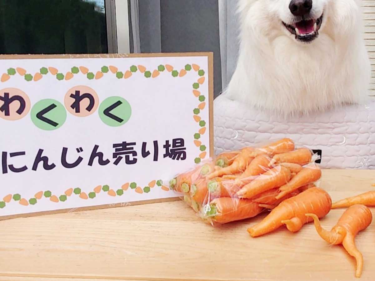 犬とニンジンの写真