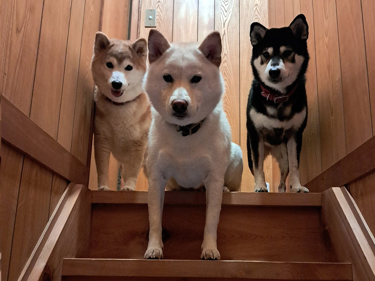 飼い主（@maro828_hina114）さんが投稿した、３匹の柴犬の写真