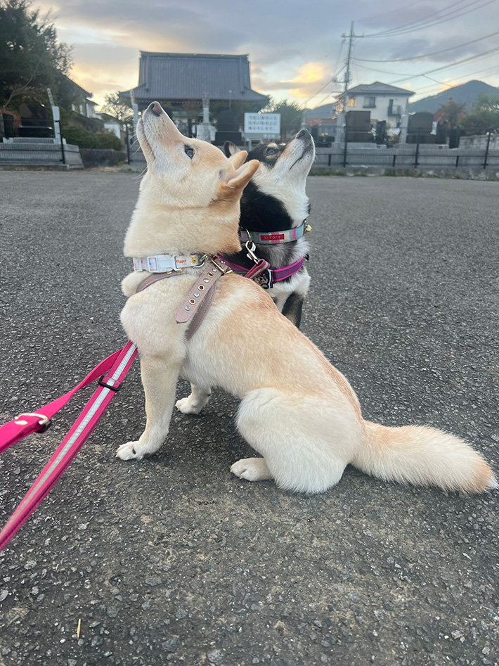 柴犬の写真