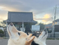 柴犬の写真