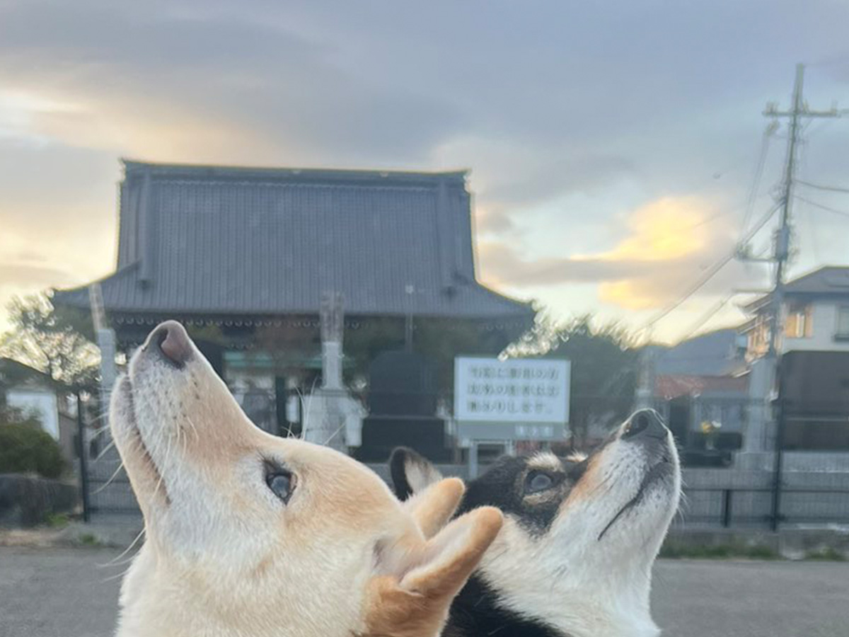 柴犬の写真