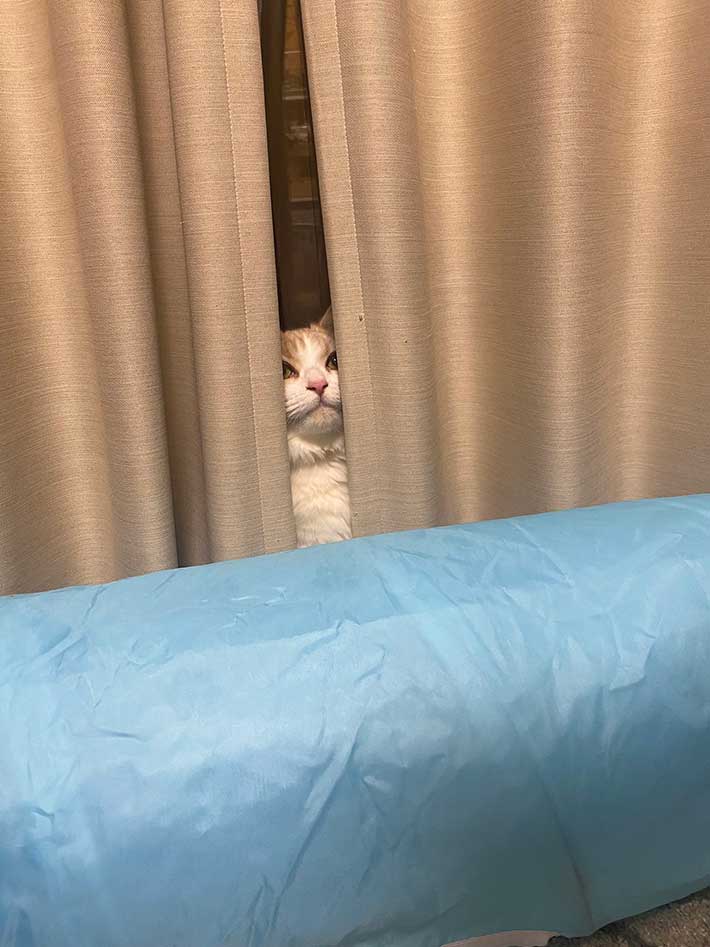 猫の写真