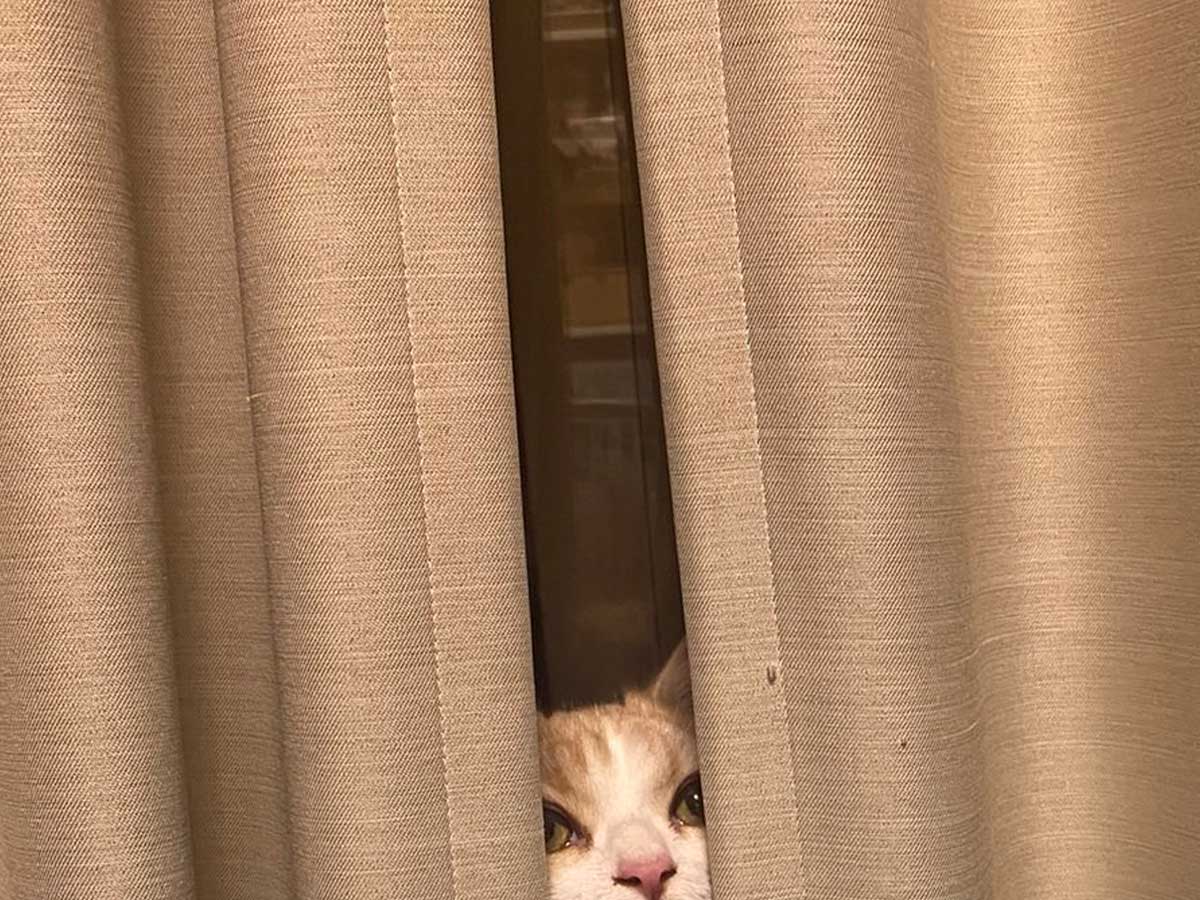 猫の写真