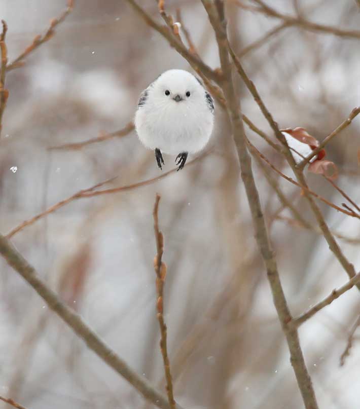 シマエナガの写真