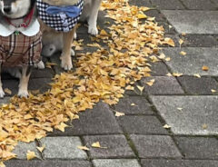 柴犬の写真