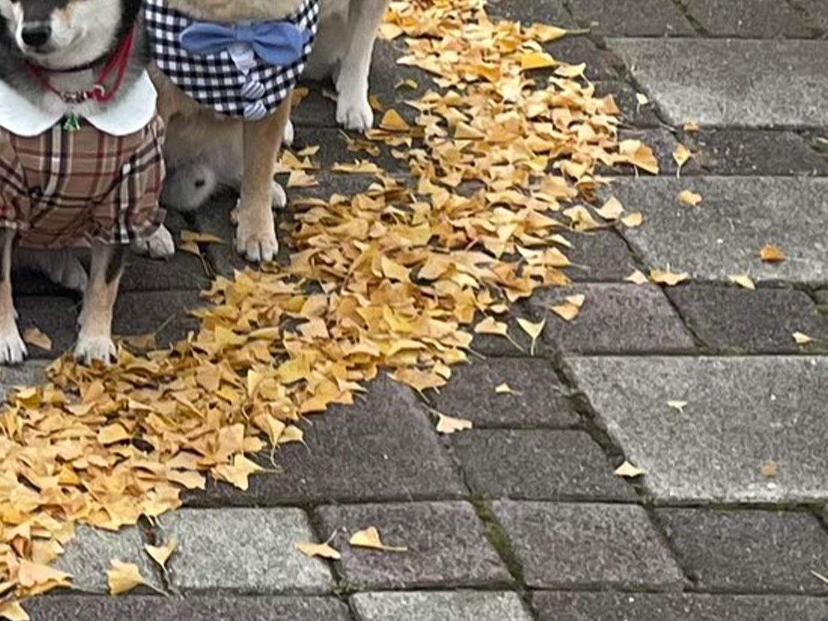 柴犬の写真