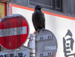 カラスの写真