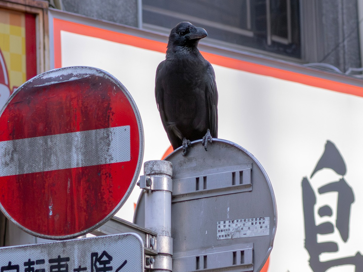 カラスの写真