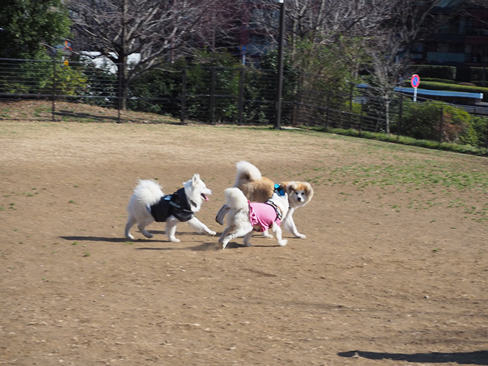 犬の写真