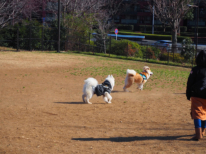 犬の写真