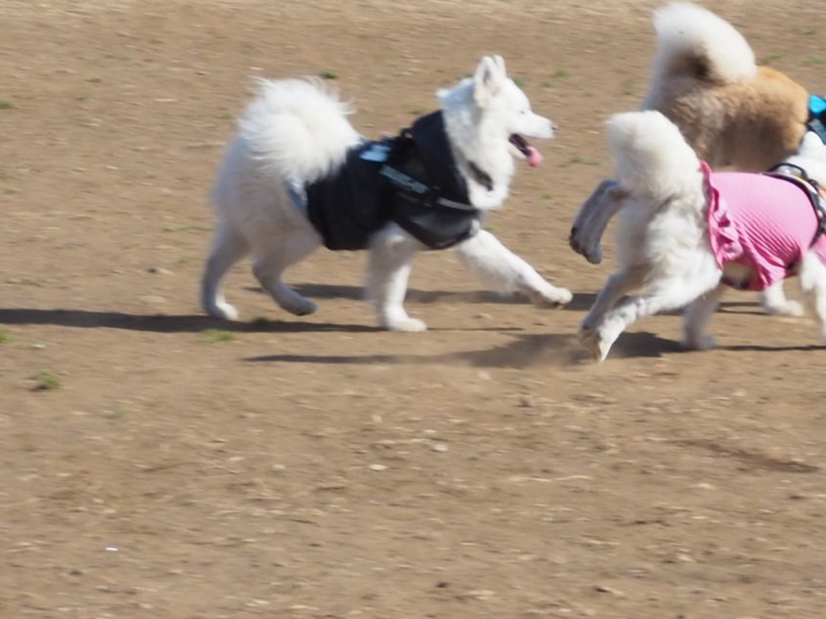 犬の写真