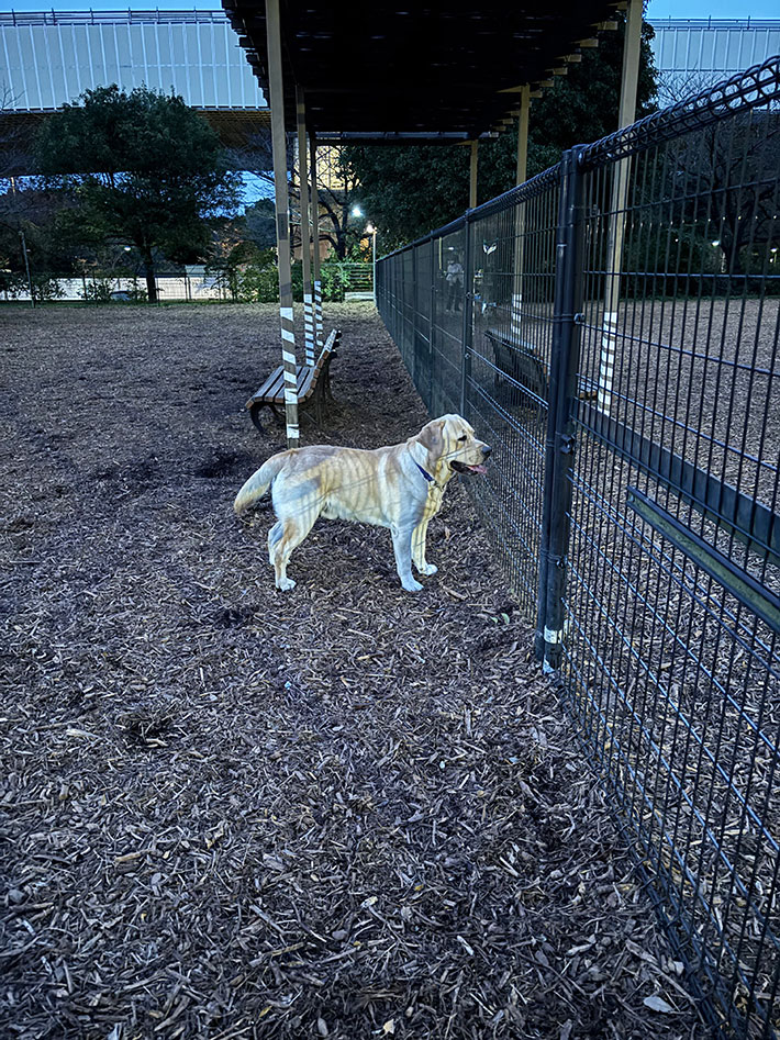 犬の写真