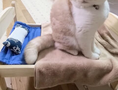 猫の写真