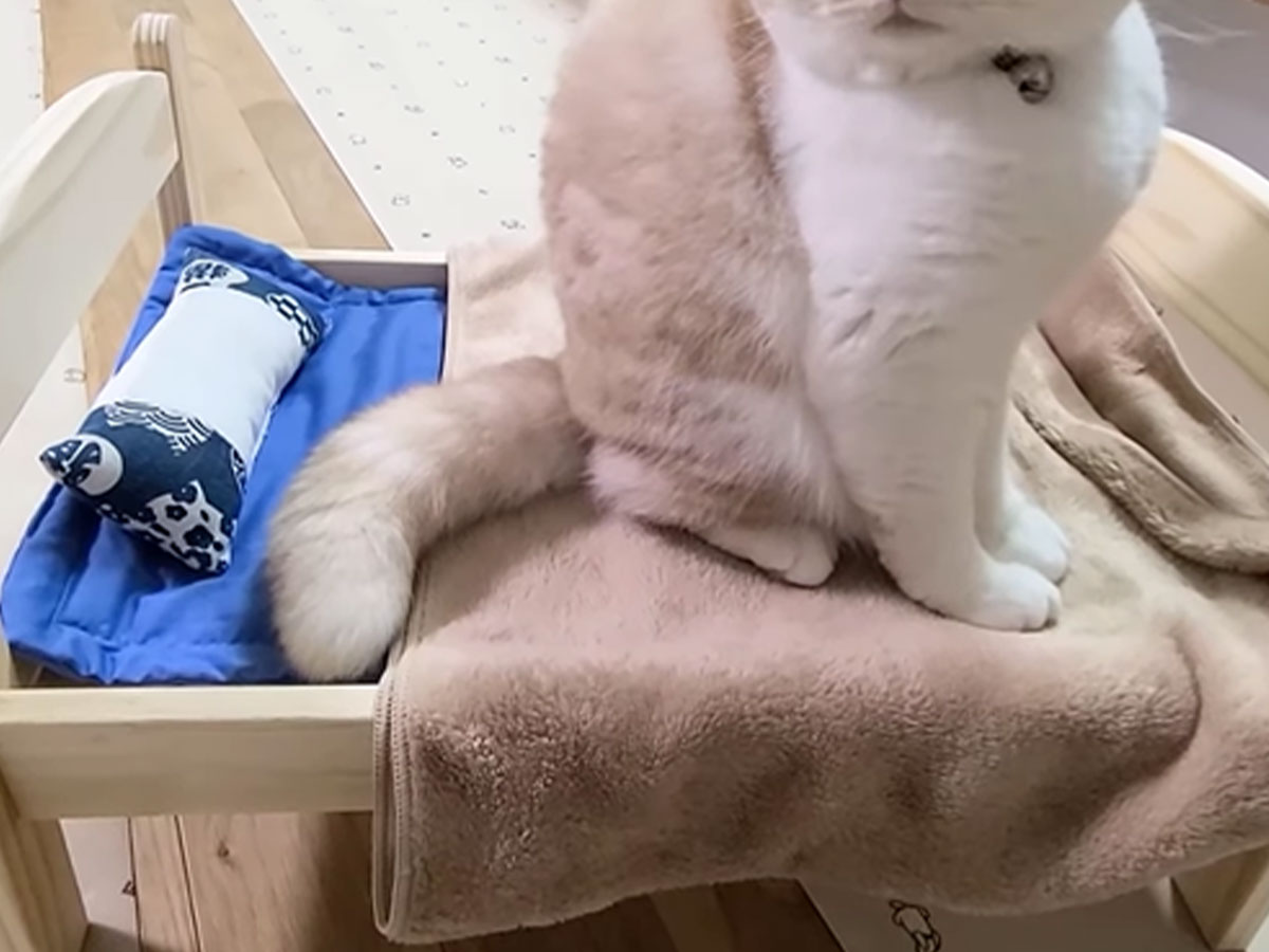 猫の写真