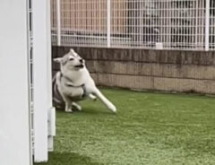 犬の写真