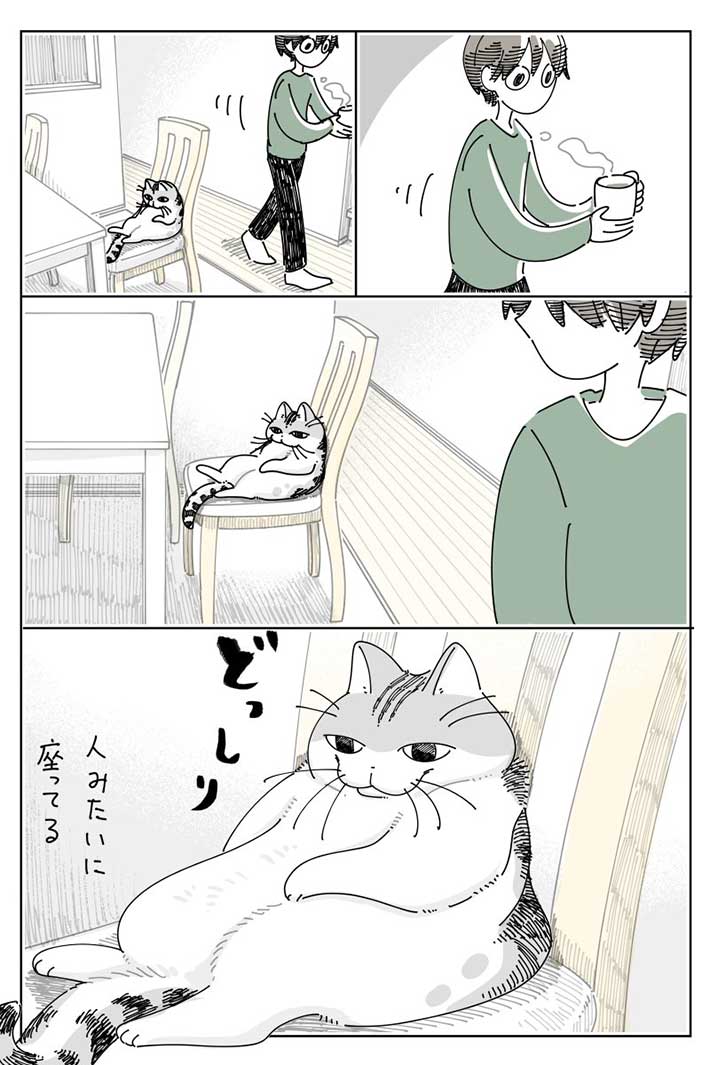 猫の漫画