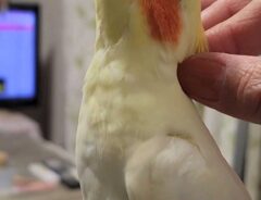 インコの写真