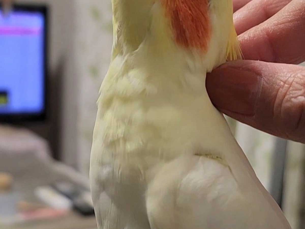 インコの写真