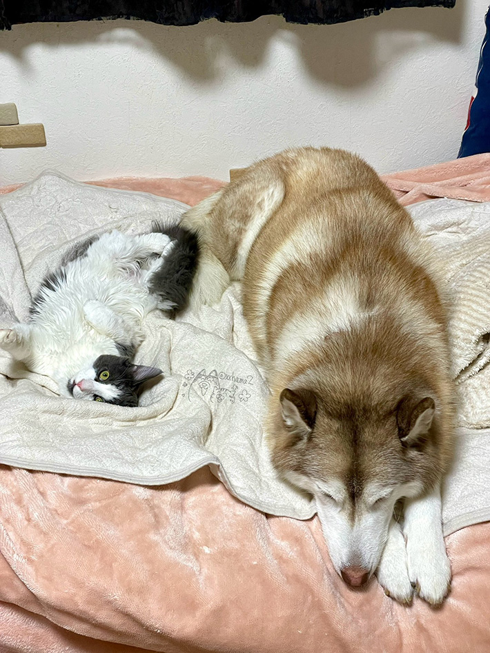 犬と猫の写真