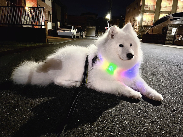 サモエド犬の写真