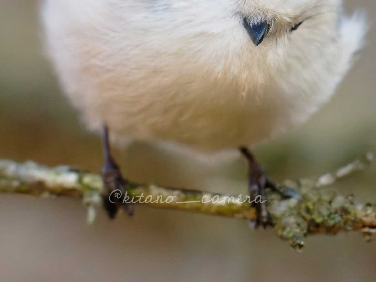 シマエナガの写真