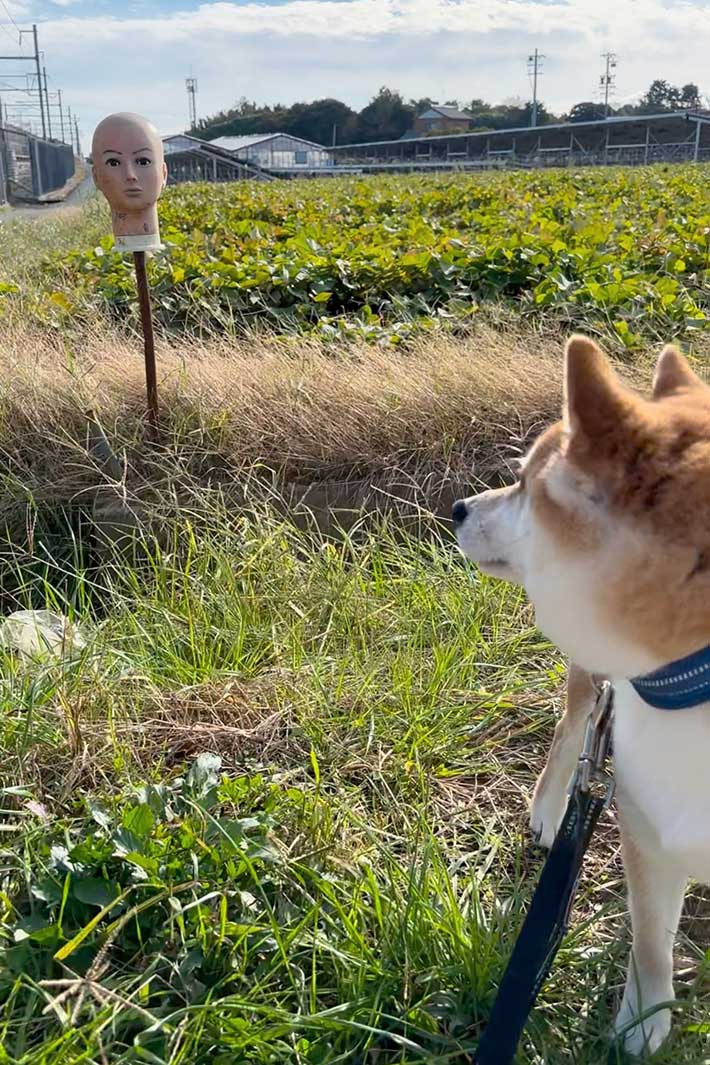 マネキンと柴犬