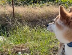 柴犬とマネキン