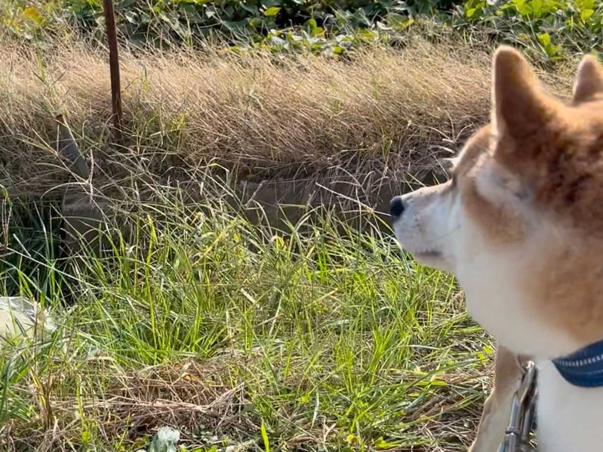 柴犬とマネキン