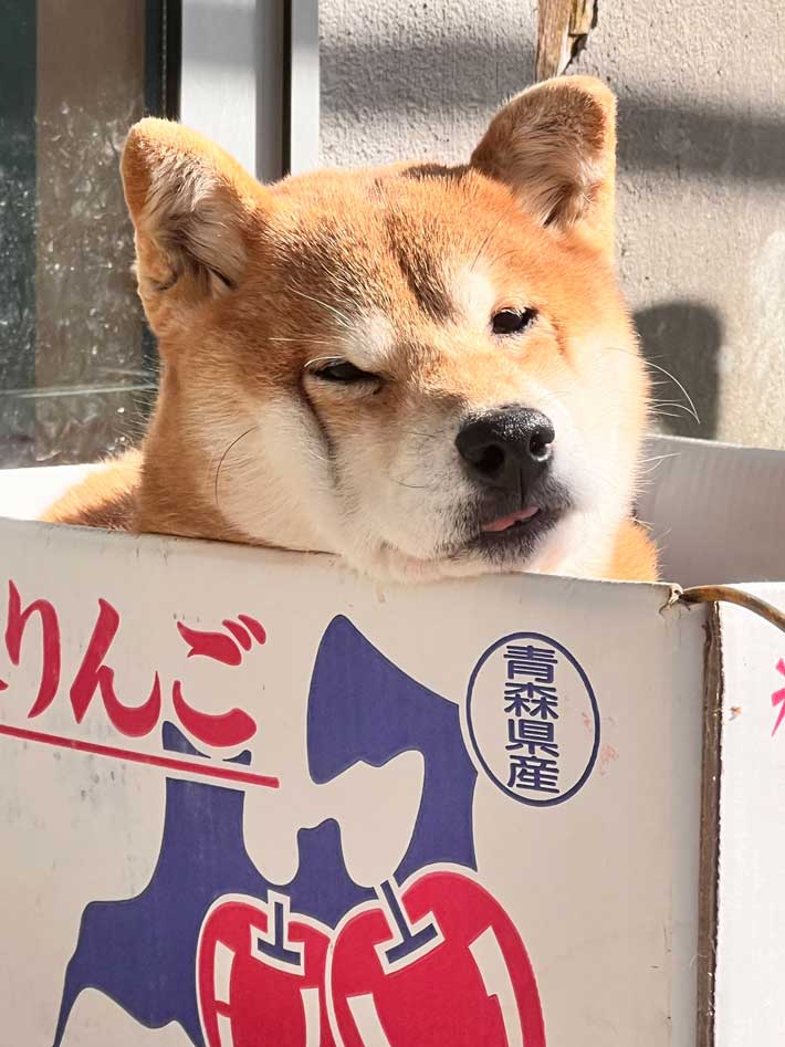 柴犬の写真