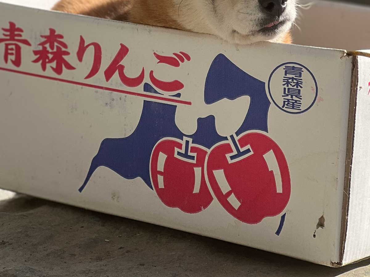 柴犬