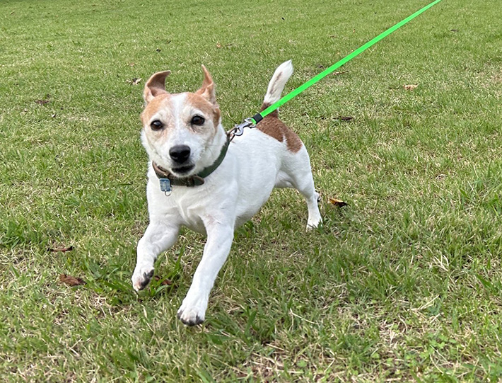 犬の写真