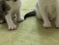 子猫を押しのけた母猫　取った行動に爆笑！