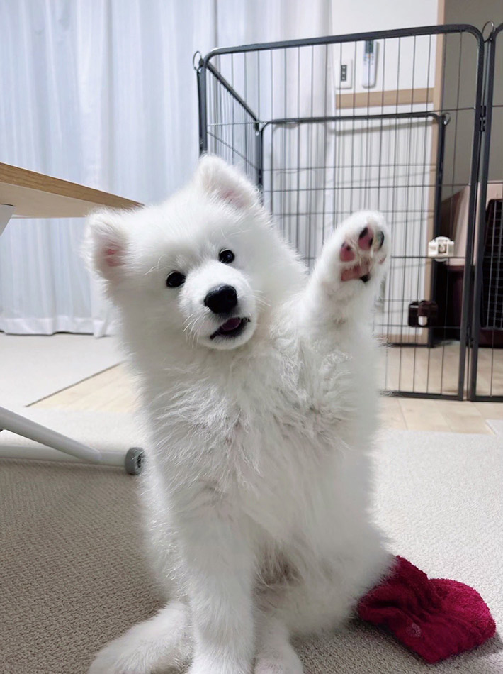 飼い主（@samoyed_dazs）さんが投稿した、サモエド犬のダッツくん