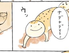 ヒョウモントカゲモドキ