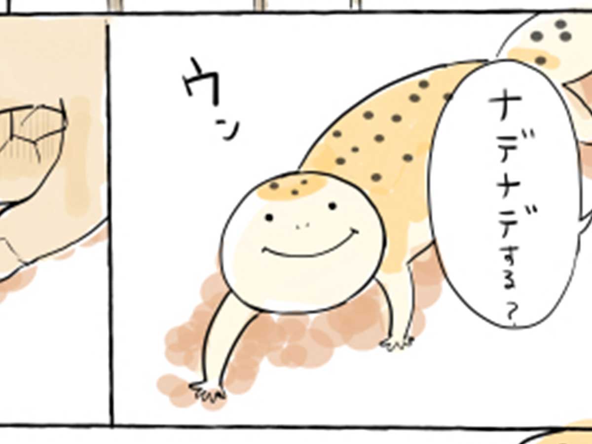 ヒョウモントカゲモドキ