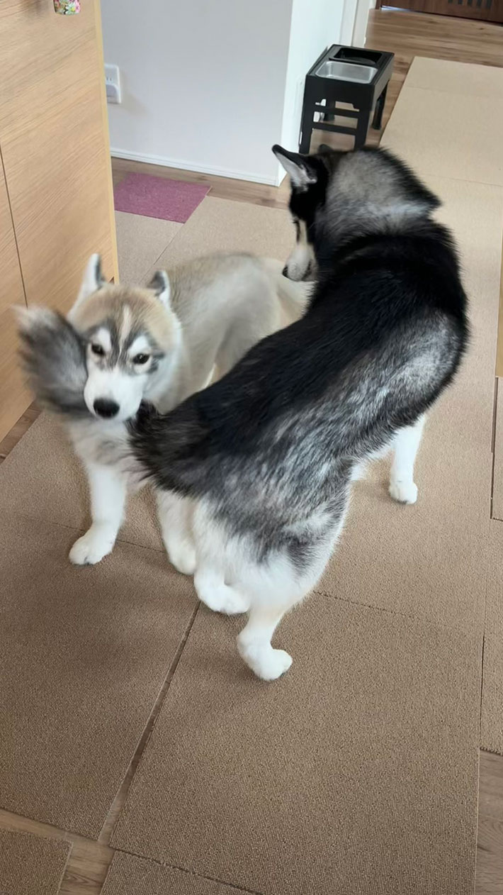 @Luna_husky0603さんが投稿した愛犬の写真